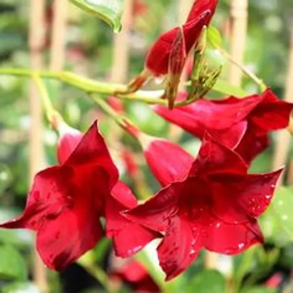 Pink_Mandevilla_Flowering_Plant