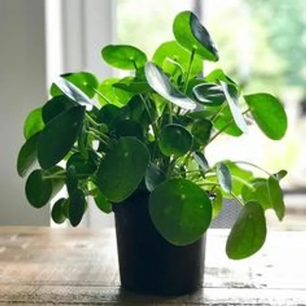 Pilea_Peperomioides_Live_Indoor_Plant
