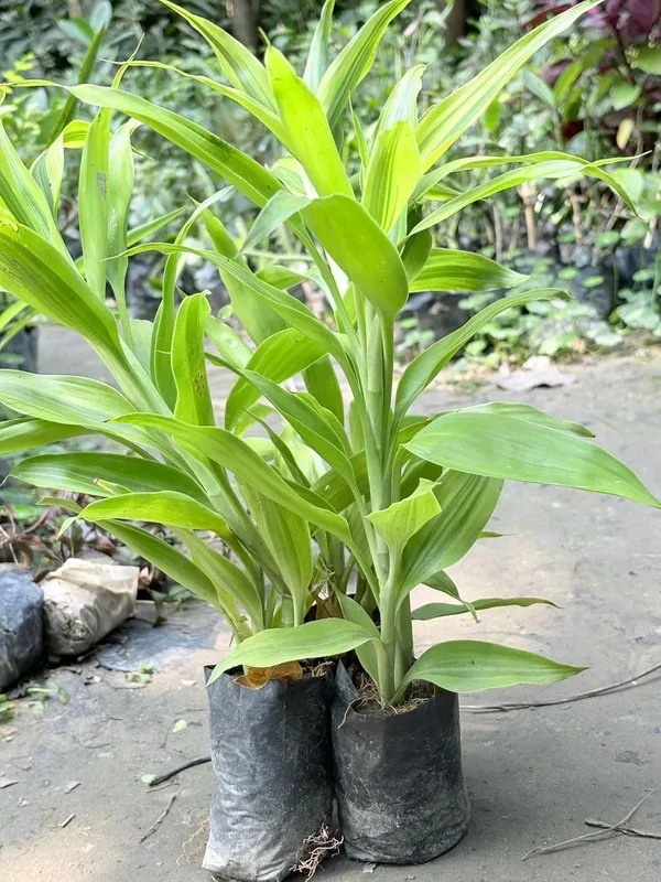 Green_Dracaena_Live_Ornamental_Plant