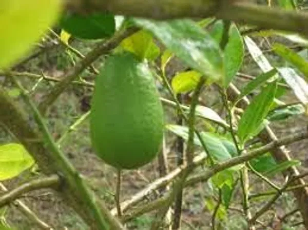 Green_Lemon_Fruit_Plant