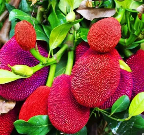 Cashew_Fruit_Plant_Sapling