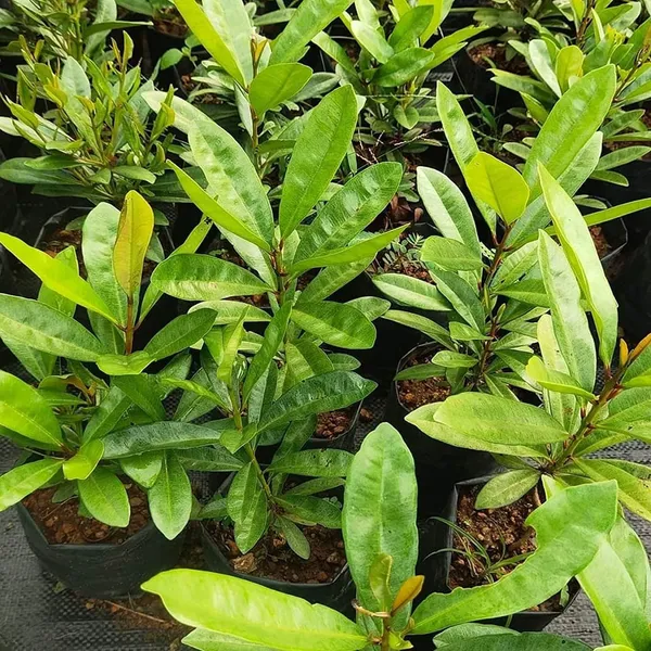 Jamun_Fruit_Plant