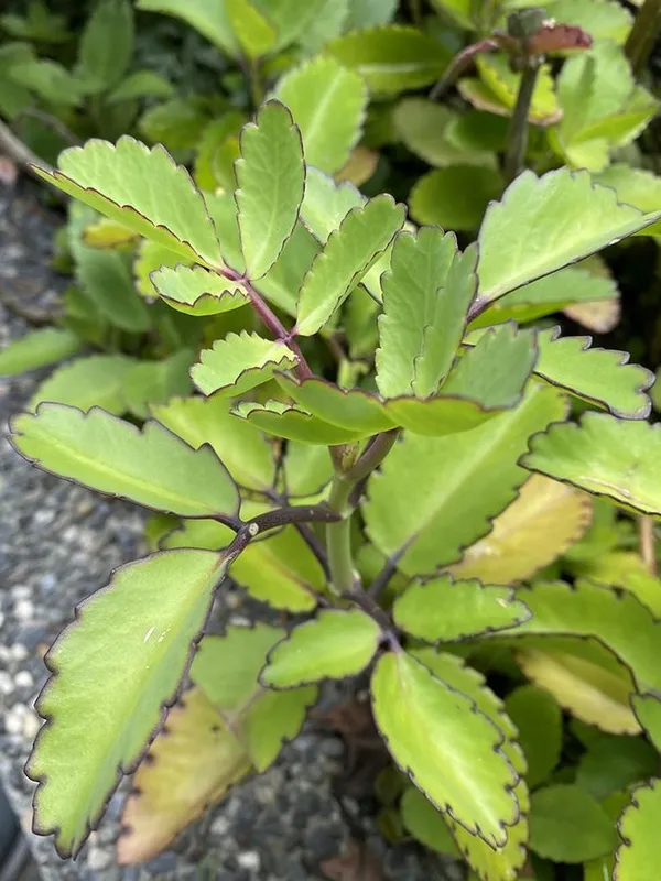 Green_Ajwain_Live_Plant