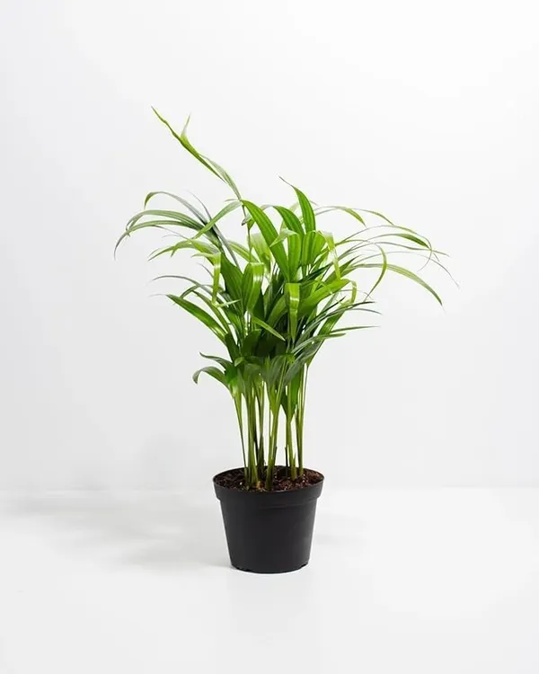 Green_Areca_Palm_Live_Plant_In_Black_Pot
