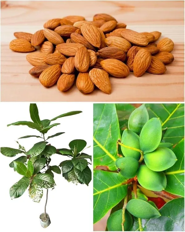 Live_Mango_Fruit_Plant_With_Green_Mangoes