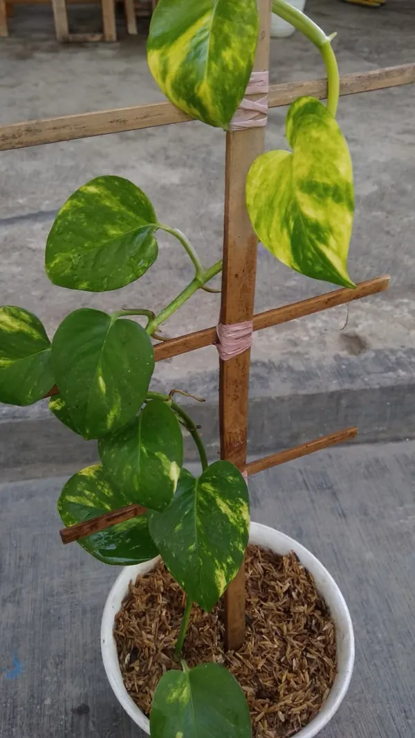 Golden_Variegated_Pothos_Live_Plant
