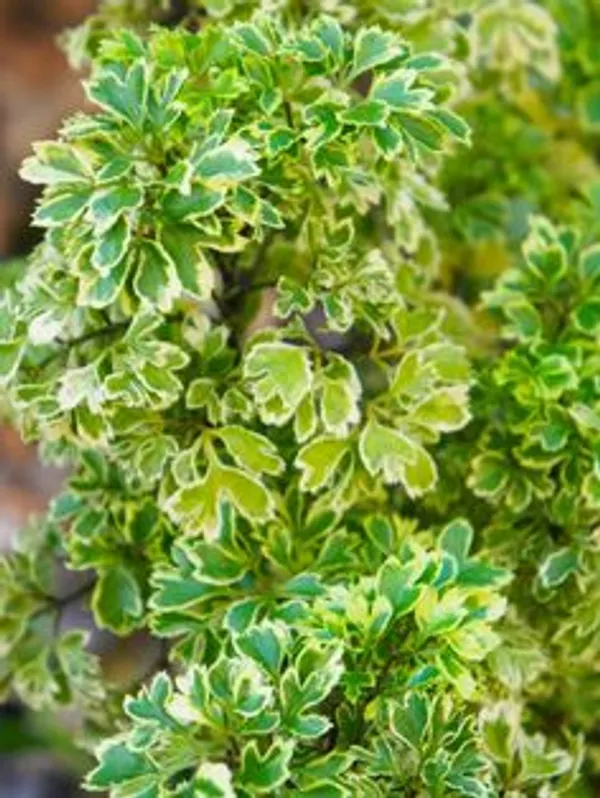 Variegated_Ming_Aralia_Live_Plant