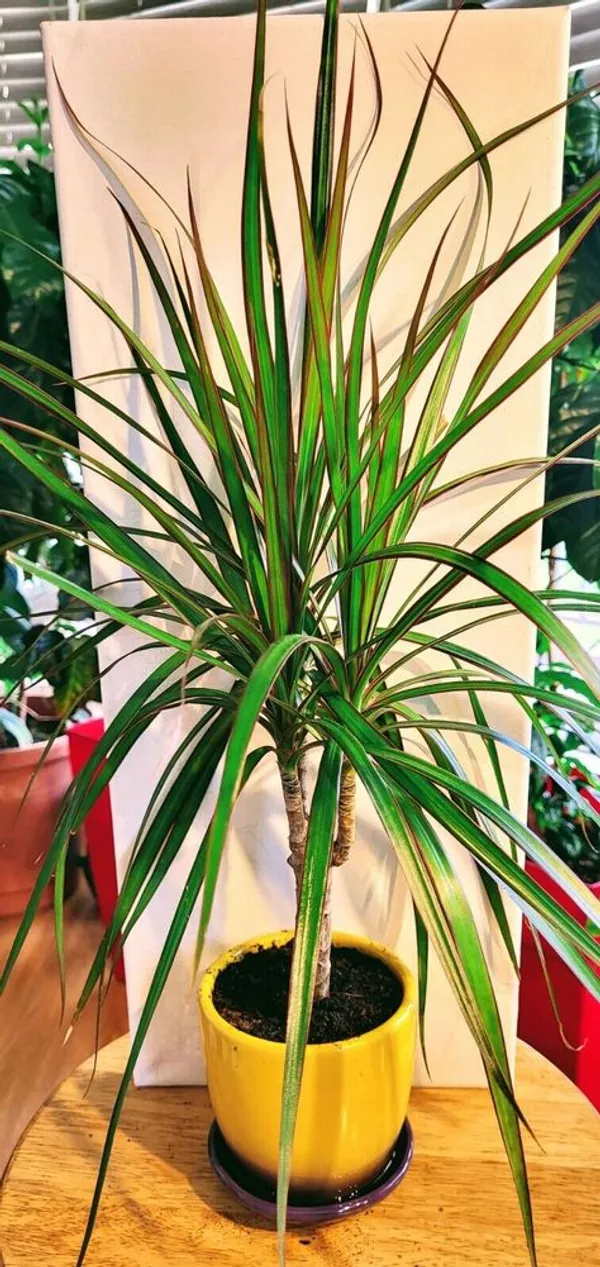 Dracaena_Marginata_Ornamental_Plant