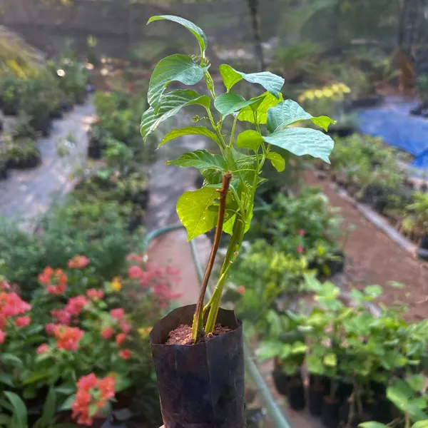 Green_Passion_Fruit_Plant_Sapling