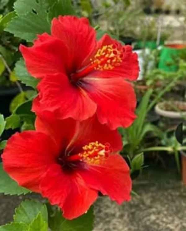 Red_Hibiscus_Flowering_Plant