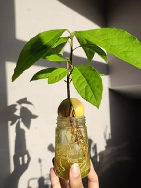 Green_Avocado_Fruit_Plant
