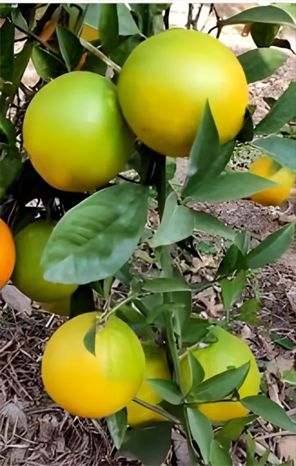 Green_Citrus_Fruit_Plant