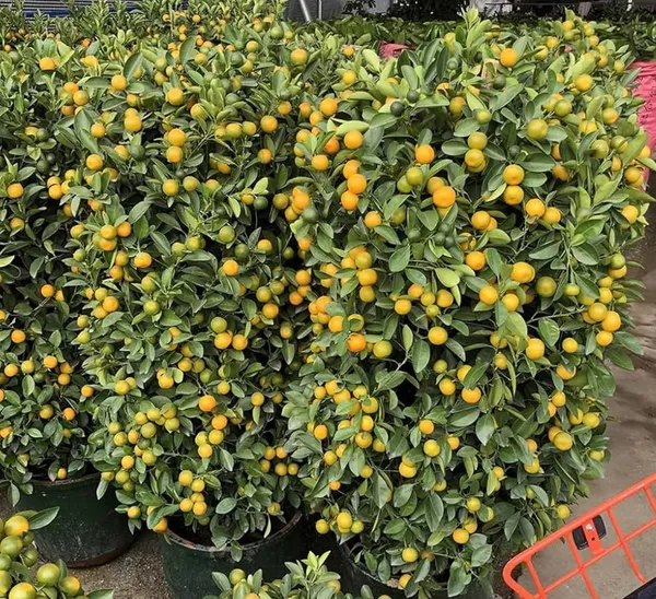Kumquat_Orange_Fruit_Plant_In_Pot