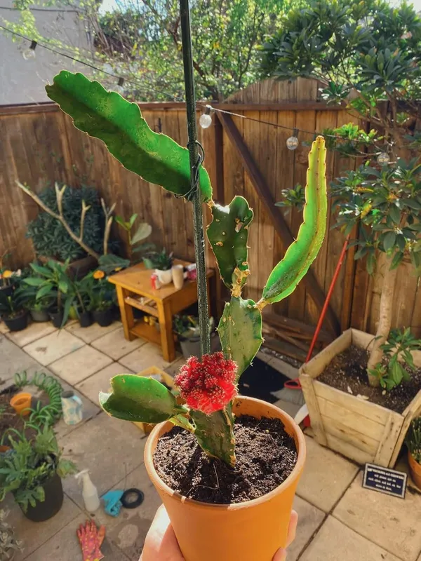 Fresh_Dragon_Fruit