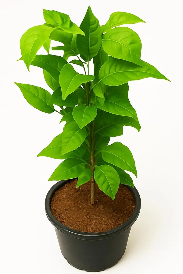Green_Leafy_Live_Plant_In_Nursery_Grow_Bag