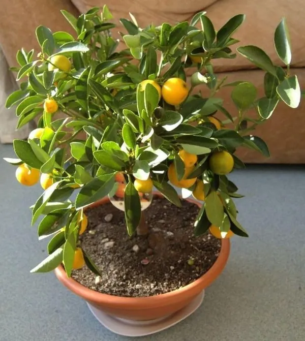 Kumquat_Orange_Fruit_Plant_In_Pot