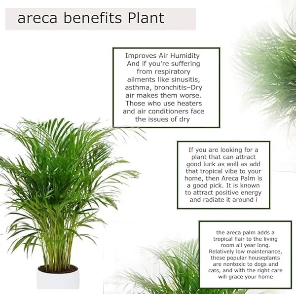 Green_Areca_Palm_Live_Plant_In_Black_Pot