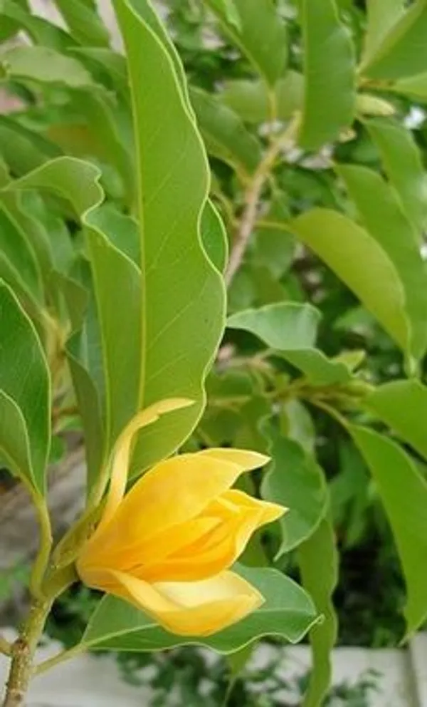 Yellow_Champa_Flowering_Plant