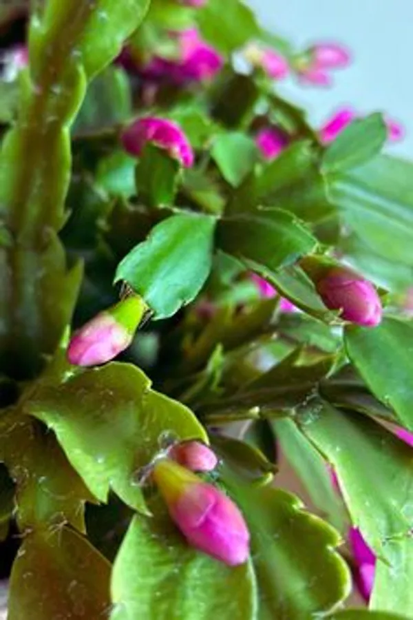 Pink_Christmas_Cactus_Flowering_Live_Plant
