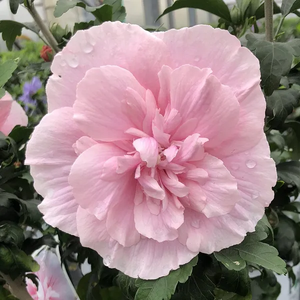 Pink_Double_Hibiscus_Flowering_Plant