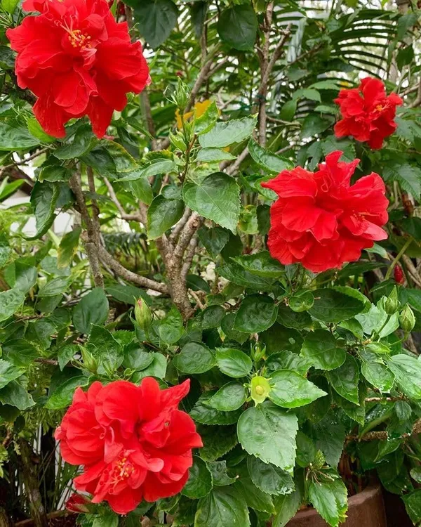 Red_Double_Hibiscus_Live_Plant