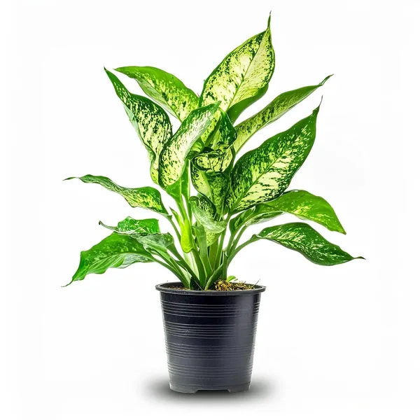 Variegated_Aglaonema_Live_Plant