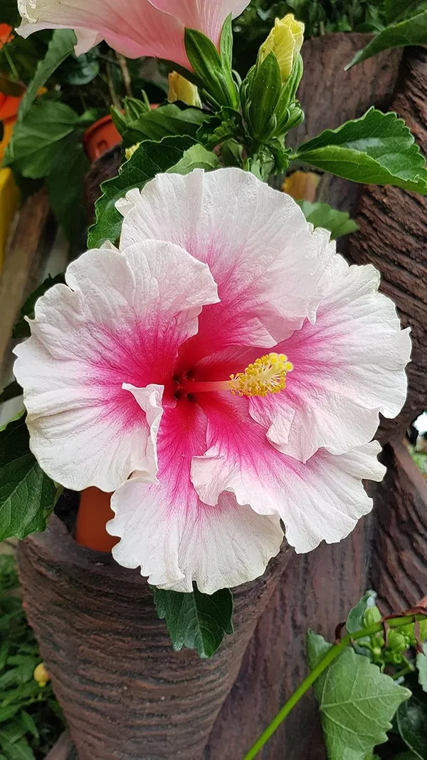 Pink_And_Red_Hibiscus_Flowering_Plant