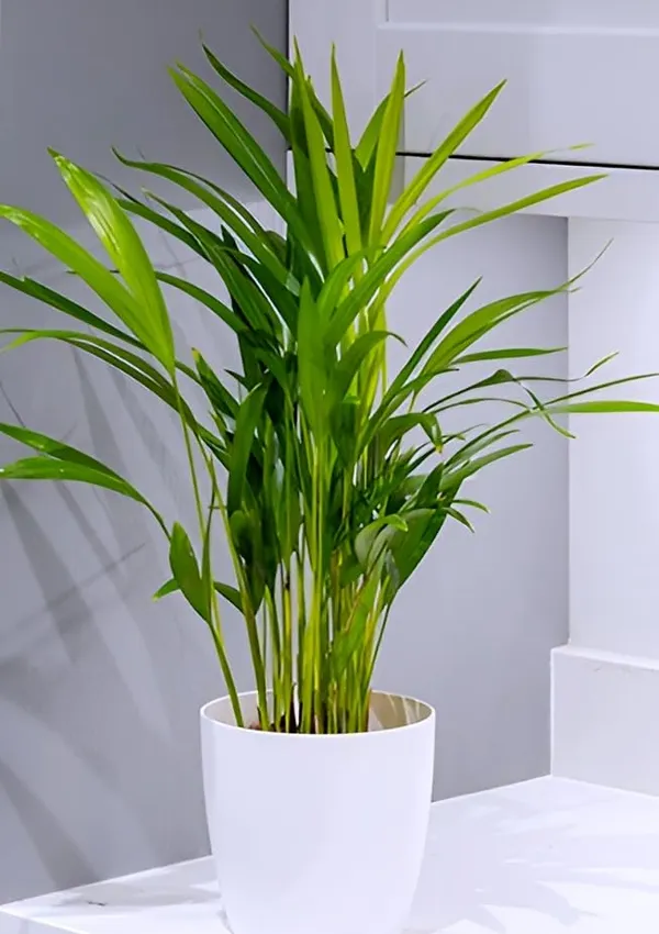 Green_Potted_Live_Foliage_Plant