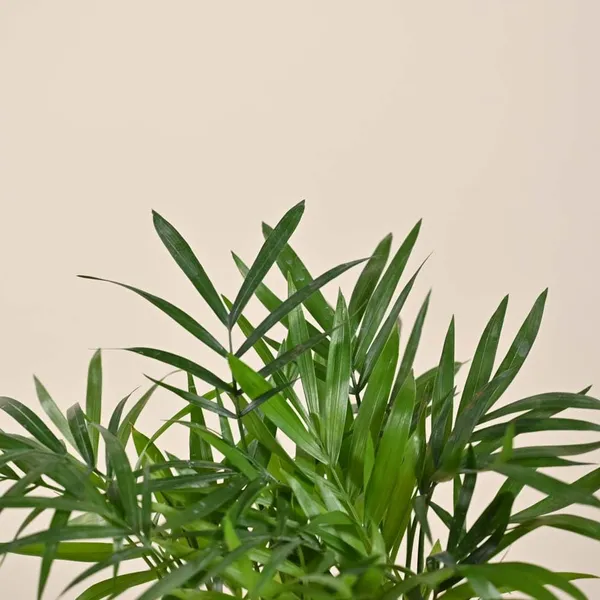 Areca_Palm_Live_Indoor_Plant_With_Pot