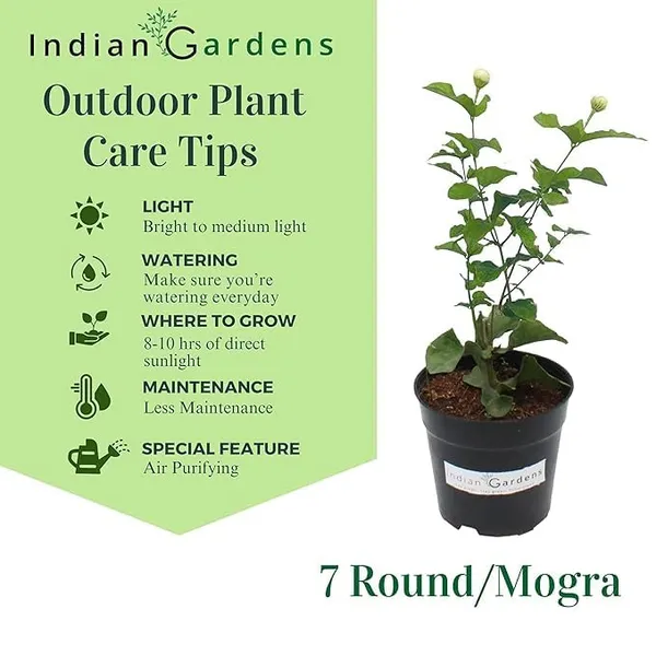 Mysore_Malli_White_Flowering_Outdoor_Plant