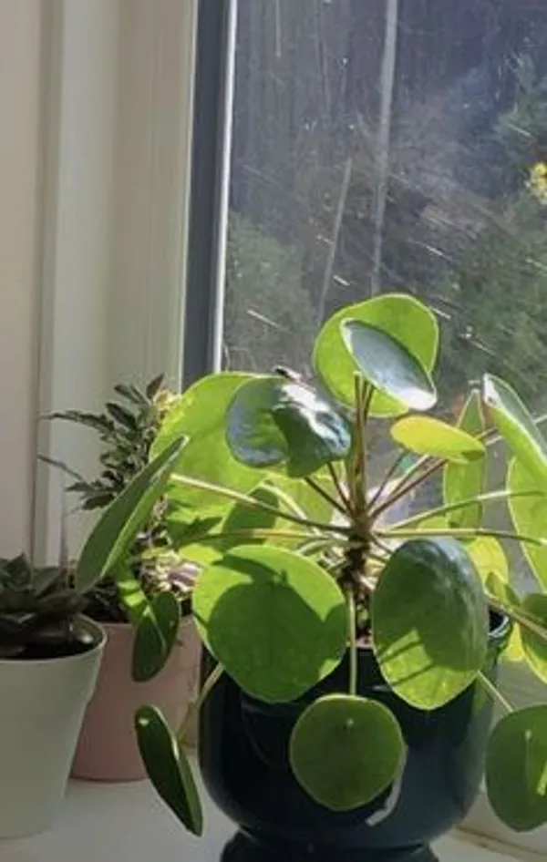 Pilea_Peperomioides_Live_Indoor_Plant
