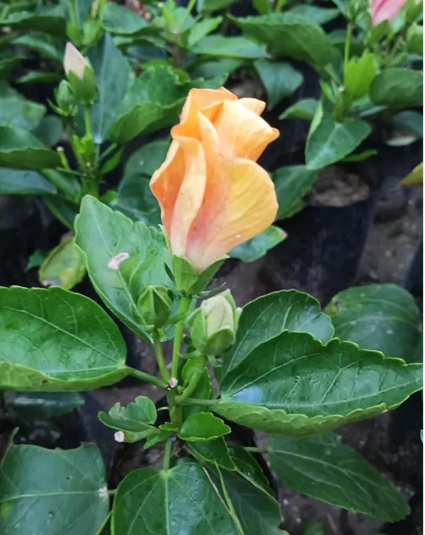 Hibiscus_Flowering_Plant
