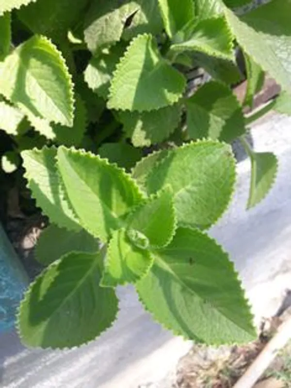 Green_Ajwain_Live_Plant