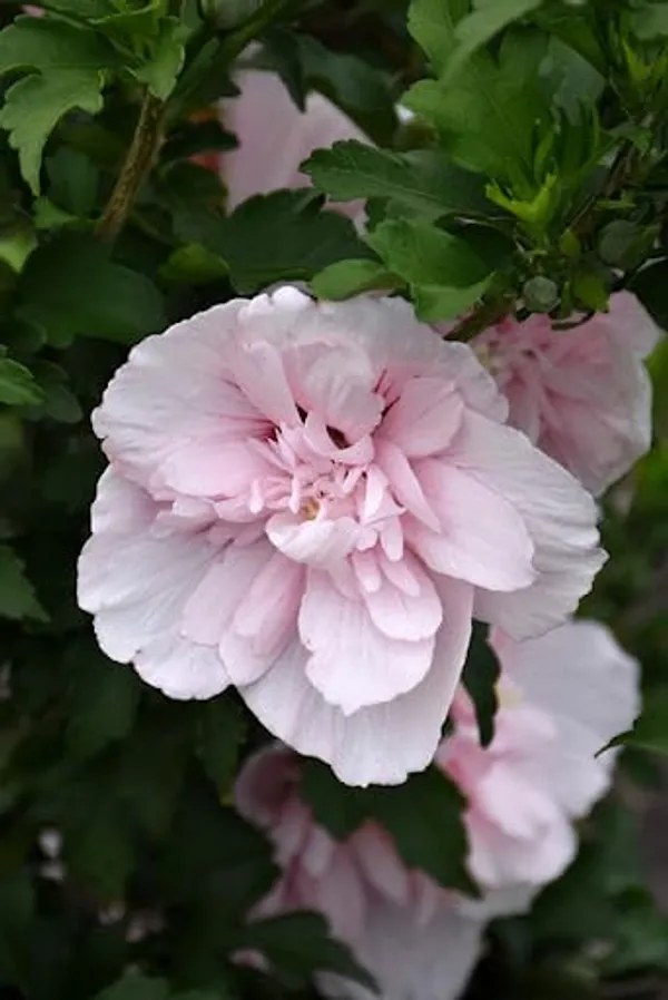 Pink_Double_Hibiscus_Flowering_Plant