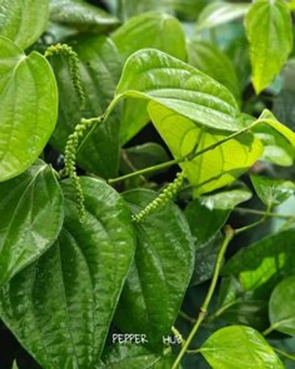 Black_Pepper_Plant