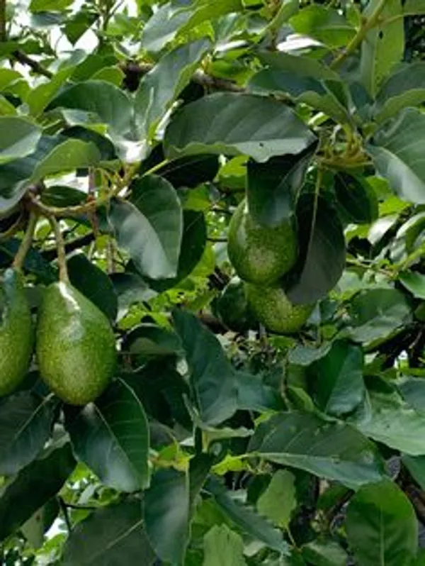 Green_Avocado_Fruit_Plant