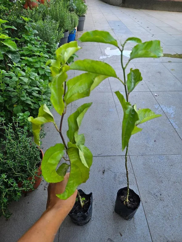 Passion_Fruit_Plant_Sapling