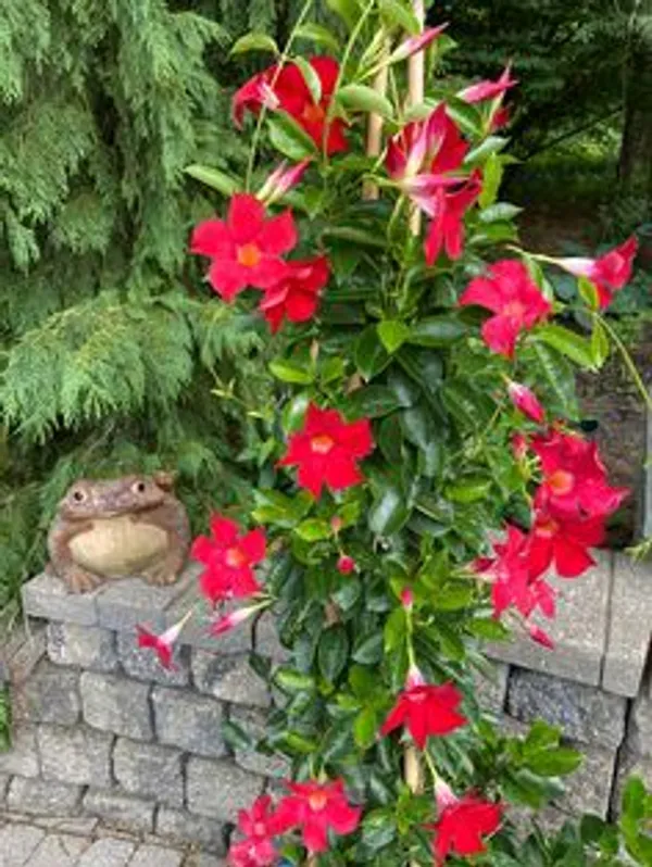 Pink_Mandevilla_Flowering_Plant