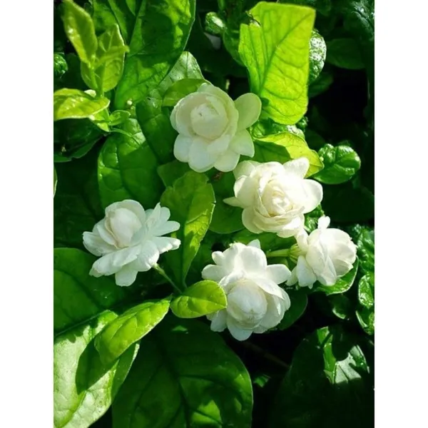 White_Jasmine_Flowering_Plant_in_Black_Nursery_Pot