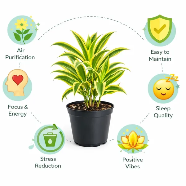 Variegated_Indoor_Plant_With_Black_Pot