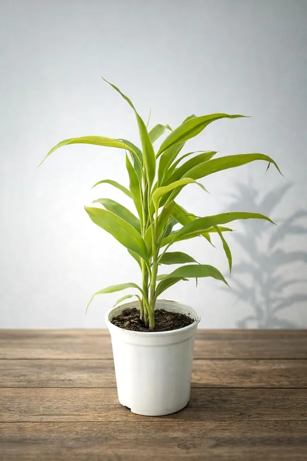 Green_Indoor_Air_Purifying_Plant_With_White_Pot