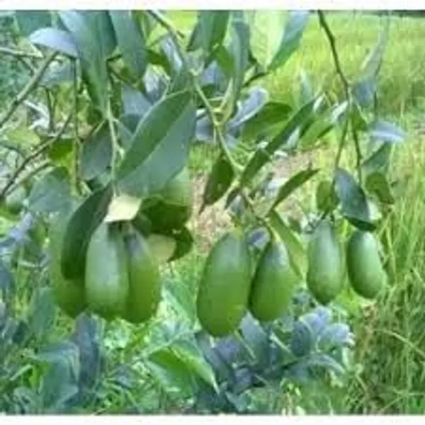 Green_Lemon_Fruit_Plant