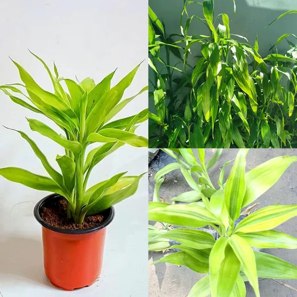 Green_Dracaena_Live_Ornamental_Plant