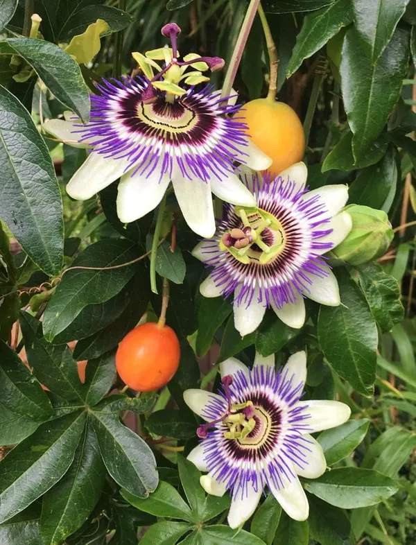 Green_Passion_Fruit_Plant_Sapling