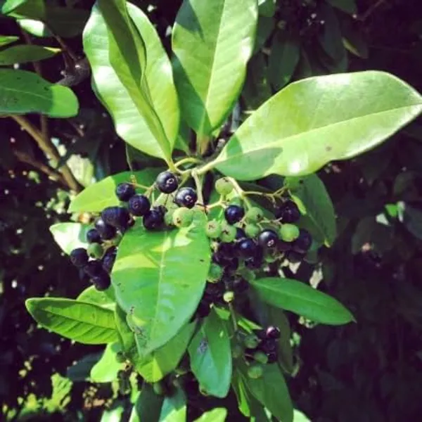Jamun_Fruit_Plant