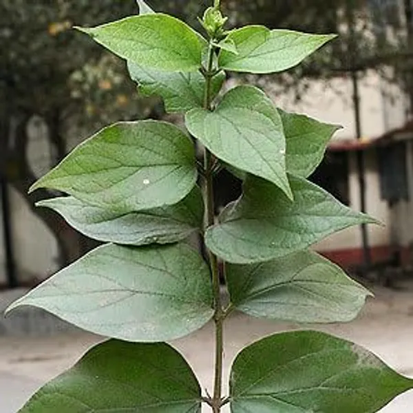Parijat_White_Flowering_Jasmine_Live_Plant