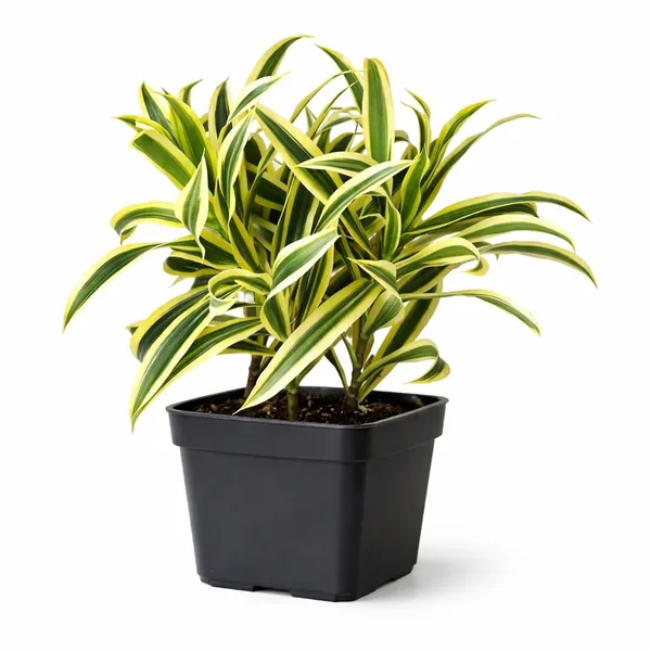 Variegated_Indoor_Plant_With_Black_Pot