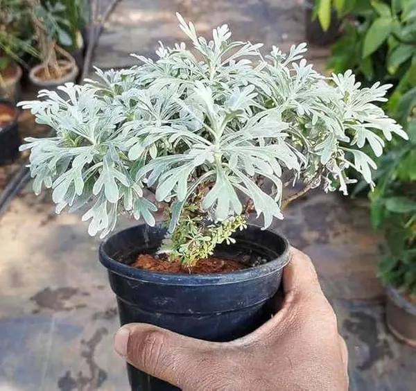 Potted_Silver_Foliage_Ornamental_Plant