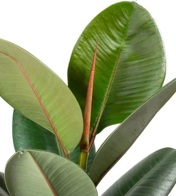 Ficus_Elastica_Rubber_Plant