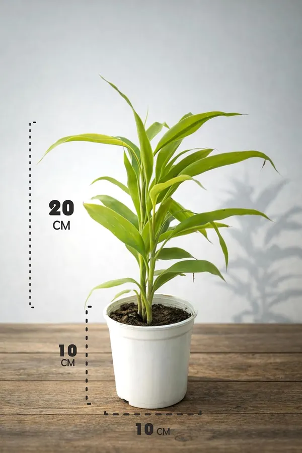 Green_Indoor_Air_Purifying_Plant_With_White_Pot